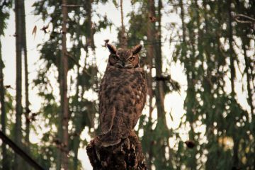 Bufo-da-Virgínia-Bubo-virginianus