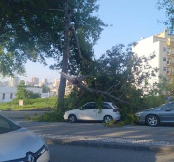 Arvore caiu no carro