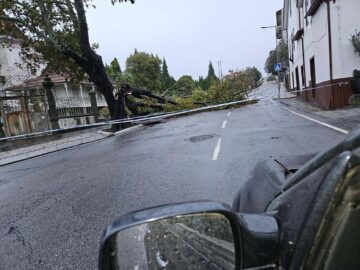 Queda arvore_centro de arte